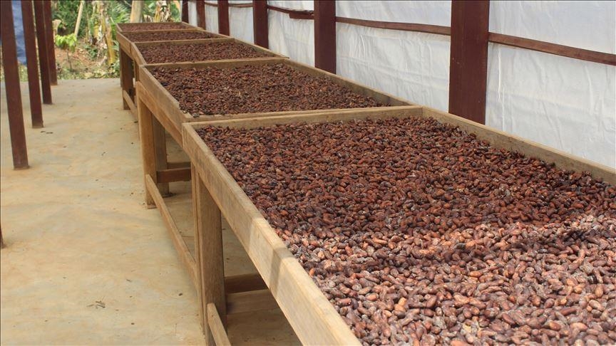 Cacao : la Côte d’Ivoire et Ghana lancent un ultimatum aux multinationales